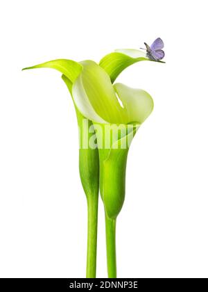 célèbre belle fleur de nénuphars fine art de la nature contemporaine design simple et luxueux isolé sur blanc bon pour la maison décoration Banque D'Images