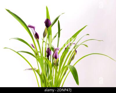 Belle mue de Calla Lily fleurs pourpres et roses isolées sur fond blanc bon pour carte de bonne année Banque D'Images