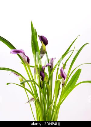 Belle mue de Calla Lily fleurs pourpres et roses isolées sur fond blanc bon pour carte de bonne année Banque D'Images