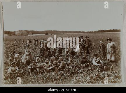 Heinrich Hamann, atelier J. Hamann, Johann Hinrich W. Hamann, femmes et enfants travaillant sur un champ de betterave à sucre, papier collodion, procédé positif noir et blanc, Total: Hauteur: 12.00 cm; largeur: 17.40 cm, tampon sec: Recto: J. HAMANN, Hamburg, Stamp: Verso et J. Hamann, Hambourg 1, Neustädterstr, 66/68, studio de photographie de toutes sortes, récompensé Hambourg 1899, sec manuscrit en plomb: Femmes et enfants, de betteraves à sucre, reportage de photographie, femme, enfants, ferme, agriculture Banque D'Images