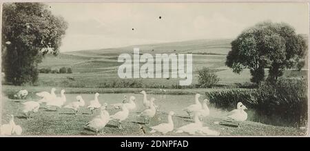 Oscar Hofmeister, Theodor Hofmeister, Nordwestdeutscher Kunstverlag G.m.b. H, Oies au lac, Staatliche Landesbildstelle Hamburg, collection sur l'histoire de la photographie, carton, impression de collotype, Total: Hauteur: 6,90 cm; largeur: 15,80 cm, Verlag, Drucksache, série 1703, photographie de voyage, photographie de paysage, lac, oies, prairie, pâturage, arbres, buissons, nuages, animaux Banque D'Images