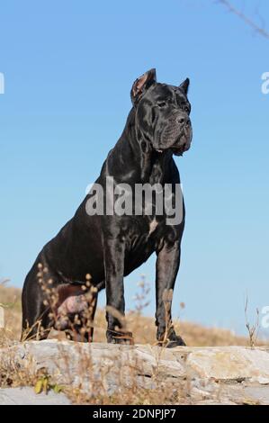 Cane Corso Italiano Banque D'Images