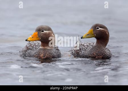 Paire de canards à vapeur sans fil Falkland, île des bleus, Falkland, janvier 2018 Banque D'Images