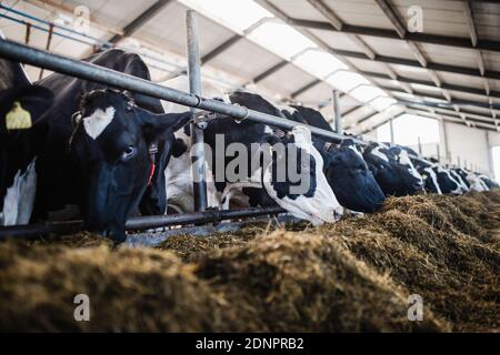 Vaches dans l’étable Banque D'Images