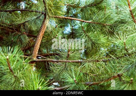 Belles branches moelleuses de sapin d'épinette. Vue de dessous Banque D'Images