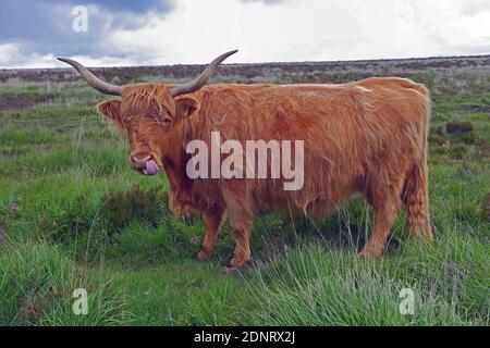 Les grands bovins des hautes terres à longues cornes sont en liberté sur Wilmersham Common, près de Dunkery Beacon, une partie du parc national d'Exmoor dans le Somerset, en Angleterre, au Royaume-Uni Banque D'Images