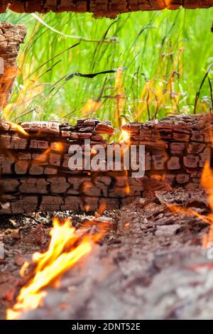 Chaleur, flamme et herbe verte. Mur en bois brûlant et herbe verte de printemps dans les planches brûlées. Vue rapprochée Banque D'Images