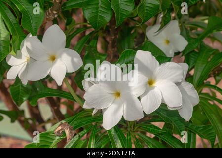 Plumeria pudica fleurs blanches fleuries, avec fond de feuilles vertes Banque D'Images