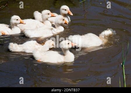 Des oisons dans l'étang. Un groupe de gossins blancs se baignent dans un étang. L'été. À l'extérieur Banque D'Images