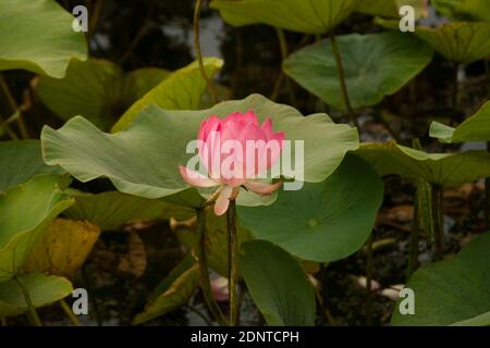 Fleur de Lotus (Nelumbo komarovii, Nelumbo nucifera également connu sous le nom de lotus indien, lotus sacré, haricot de l'Inde, haricot égyptien) dans un habitat naturel. Banque D'Images