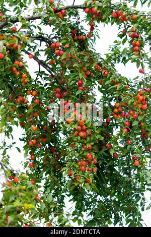 Les fruits de la prune de cerise sur les branches. Branches de prune de cerise (prune de myrobalan) riches en fruits. Gros plan. À l'extérieur Banque D'Images