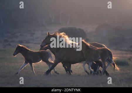 Un troupeau de chevaux sauvages qui traversent un pâturage alpin, en Australie Banque D'Images