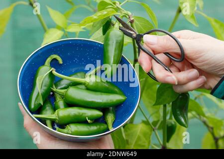 Capsicum annuum 'Early jalapeno'. Récolte de piments verts cultivés sous couvert dans un jardin anglais. ROYAUME-UNI Banque D'Images