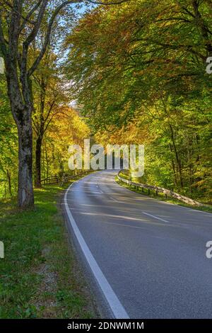 Route de campagne à travers la forêt de hêtres en automne, près de Weilheim, haute-Bavière, Bavière, Allemagne, Europe Banque D'Images