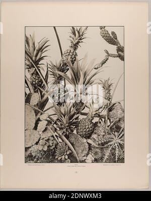 Martin Gerlach, J. Schober, Verlag Gerlach und Schenk, groupe d'ananas, cactus, etc., Staatliche Landesbildstelle Hamburg, collection sur l'histoire de la photographie, papier, collotype, taille de la feuille: Hauteur: 40.10 cm; largeur: 32.10 cm, inscrit: Recto: Verlag von Gerlach & Schenk à Vienne, déposé. Gerlach, Festons et groupes décoratifs, collotype de J. Schober à Karlsruhe. Numérotation, Landesbildstelle, manuscrit inv. No, photographie, plantes et herbes Banque D'Images