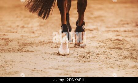 Un cheval de sports de baie avec une longue queue est de marcher dans l'arène, en marchant sur le sable avec ses sabots. Équitation. Banque D'Images