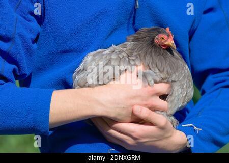 6 - un fond polaire bleu vif comme jeune homme adolescent tient son animal de compagnie gris pekin bantam poulet de poule dans ses bras. Été chaud lumière du jour ensoleillée, extérieur. Banque D'Images