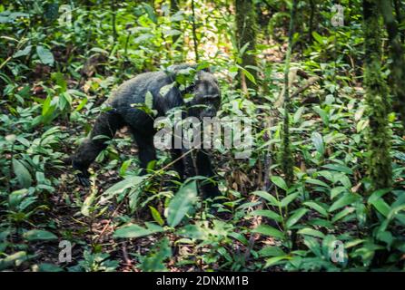 Chimpanzé à pied dans la jungle dans le parc national de Kibale, Ouganda Banque D'Images