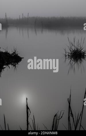 Rivière Misty avec reflet du soleil, rivière dans la brume, brume matinale, promenade sur la rivière brumeuse, photographie de portrait, rivière avec herbes et plantes, Banque D'Images