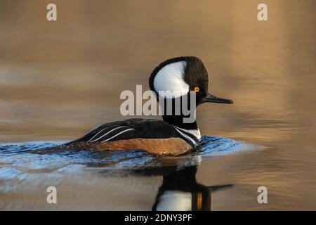 Drake a capuchon merganser dans le nord du Wisconsin. Banque D'Images