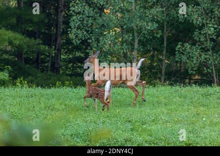 La colombes à queue blanche et sa fauve qui s'entraînent à la sécurité de la forêt. Banque D'Images