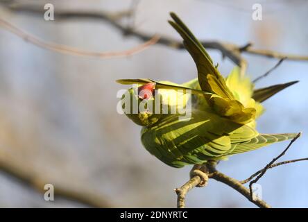 Parakeet à col en anneau / Parakeet à roseres indiennes (Psittacula krameri) en préparation au parc St James, Londres, décembre Banque D'Images