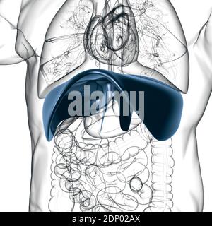 Membrane Human Respiratory System Anatomy for Medical concept Illustration 3D Banque D'Images