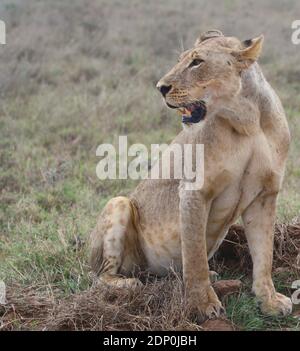 Portrait de lioness assis alerte et à la recherche de proies dans le parc national sauvage de Nairobi, Kenya Banque D'Images