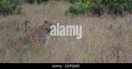 Léopard assis alerte dans l'herbe sauvage masai Mara kenya Banque D'Images