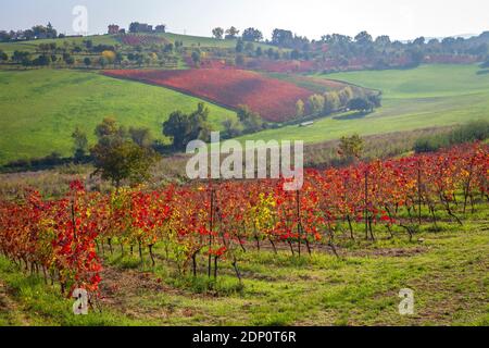 Vue automnale sur la campagne et les vignobles près de Levizzano Rangone. Castelvetro, province de Modène, Émilie-Romagne, Italie. Banque D'Images