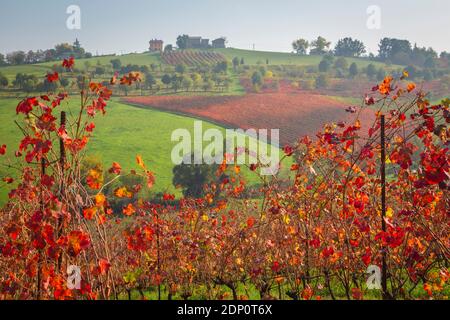 Vue automnale sur la campagne et les vignobles près de Levizzano Rangone. Castelvetro, province de Modène, Émilie-Romagne, Italie. Banque D'Images