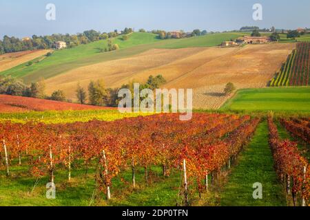 Vue automnale sur la campagne et les vignobles près de Levizzano Rangone. Castelvetro, province de Modène, Émilie-Romagne, Italie. Banque D'Images