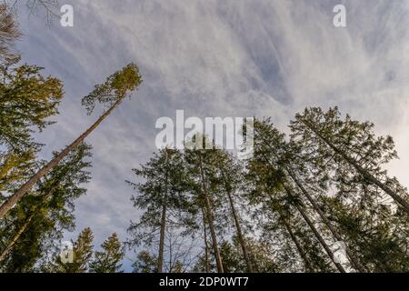 En regardant la perspective de la forêt sur certains sommets d'arbres avec un espace de copie en haut. Banque D'Images
