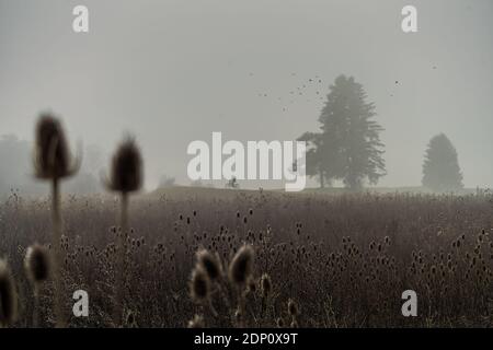 Vélo pilote seul dans le brouillard d'un matin tôt avec un groupe de plantes parallèles situé comme deux arbres dans le fond. Banque D'Images