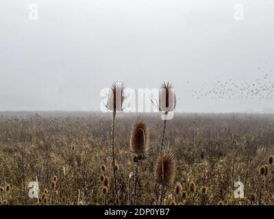 Un arbre à la mode, encadré de deux plantes sur un terrain brumeux avec des oiseaux flous dans le ciel, typique matin d'ambiance d'automne avec la vue sur un Banque D'Images