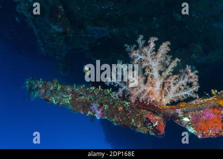 Corail coloré dans le monde sous-marin de Bali (Photographié pendant la plongée sous-marine dans l'US Liberty Shipwreck) Banque D'Images