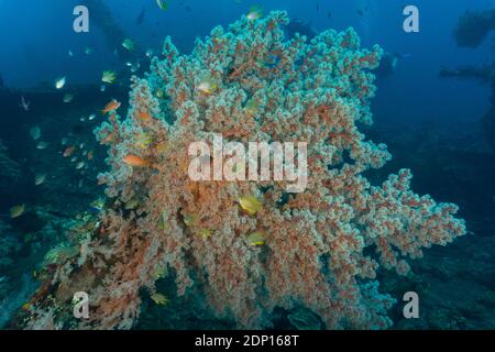 Corail coloré dans le monde sous-marin de Bali (Photographié pendant la plongée sous-marine dans l'US Liberty Shipwreck) Banque D'Images