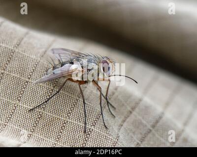 Mouche parasite / mouche tachinide (Prosena siberita) avec de longs proboscis, un parasite des coléoptères des frottements, reposant sur la jambe du photographe, Wiltshire, Royaume-Uni. Banque D'Images