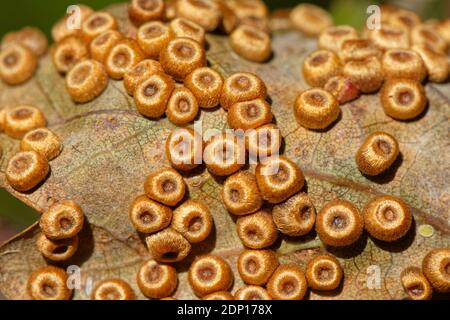 Galettes en soie / galettes en chêne (Neuroterus numismali) sur une feuille de Pedunculate / chêne anglais (Quercus robur), GWT Lower Woods Reserve, GL Banque D'Images