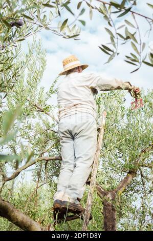 Fermier avec chapeau de paille sur une échelle cueillant des olives du sommet de l'arbre. Banque D'Images