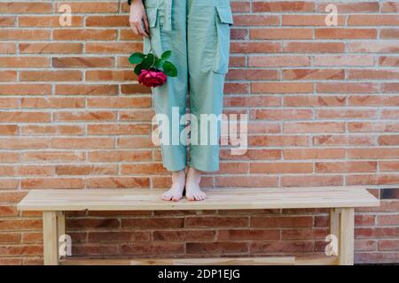 Femme debout sur un banc devant un mur de briques, tenant une rose rouge, une section basse Banque D'Images