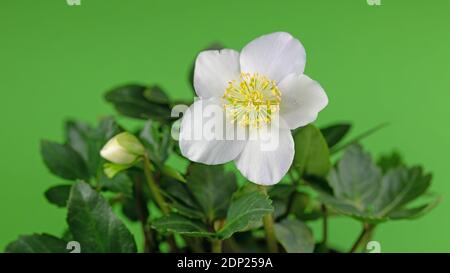 Helleborus niger, chellebore noir en fleurs, sur fond vert Banque D'Images