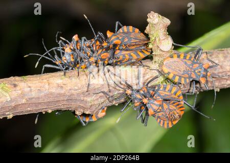 Groupe de punaises à pieds de feuilles (Spartocera pantomima, famille des Coreidae) sur une branche de la forêt tropicale montagnarde de la réserve de Los Cedros, weste Banque D'Images