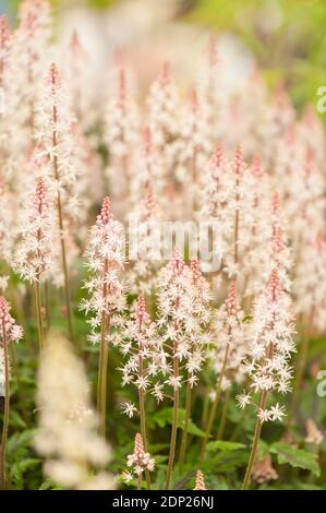 Tiarella «Pugar and Spice», fleur en mousse «Pugar and Spice», en fleur Banque D'Images