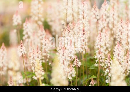 Tiarella «Pugar and Spice», fleur en mousse «Pugar and Spice», en fleur Banque D'Images