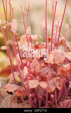 Heucherella «Lanterne en laiton», coquillages moueux «Lanterne en laiton» en fleur Banque D'Images