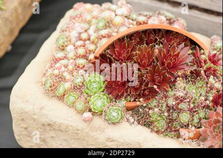 Sempervivums mixtes, Houseleeeeeeeks, exposés dans un bac en pierre Banque D'Images