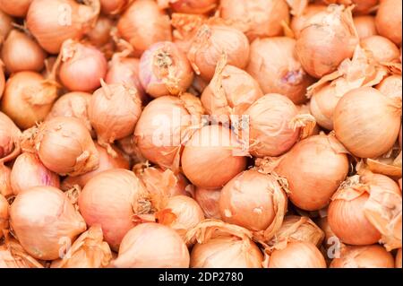 Shallot «Red Sun», Allium cesp (groupe aggrégatum) Banque D'Images