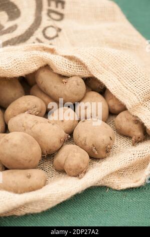 Pommes de terre de semence 'internationale de rein', Solanum tuberosum, dans un sac Banque D'Images