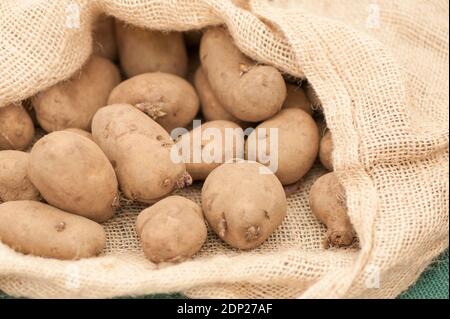 Pommes de terre de semence 'internationale de rein', Solanum tuberosum, dans un sac Banque D'Images